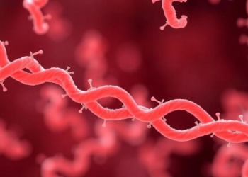 Gene Swapping, Not Mutation, Drives the Hidden Evolutionary Rulebook of Gut Bacteria