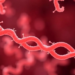 Gene Swapping, Not Mutation, Drives the Hidden Evolutionary Rulebook of Gut Bacteria