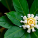 Soursop Leaves Turn Calcium and Zinc Into Tiny Antioxidant Powerhouses