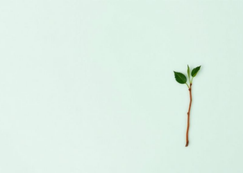 What Makes Students Pay More for a Greener Planet? Evidence from Bangladesh