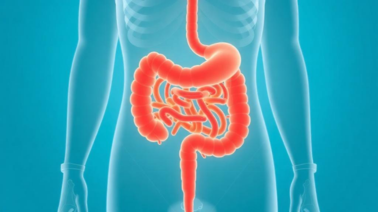 Bariatric Surgery Reshapes Thyroid Drug Needs and the Gut Microbiome