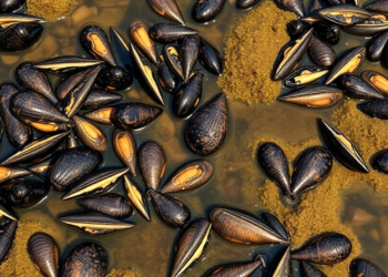 Cheap, Fast Mussel Test Tracks Toxic Oil Spill Chemicals in Brazil’s Most Polluted Bay