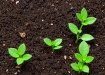 Nanobiochar Emerges as a Multilevel Shield Against Soil Salinity Stress in Crops