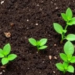 Nanobiochar Emerges as a Multilevel Shield Against Soil Salinity Stress in Crops