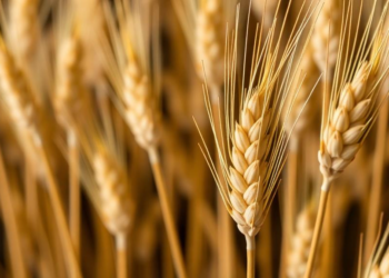 Massive Genetic Sweep Reveals DNA Switches That Control Starch Quality in Bread Wheat
