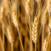 Massive Genetic Sweep Reveals DNA Switches That Control Starch Quality in Bread Wheat
