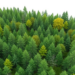 AI Meets Human Expertise to Map How Mixed Forests Deliver Ecosystem Services