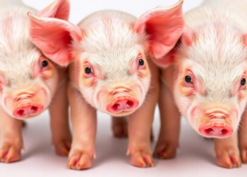 Glutamine Supplements Leave a Surprising Mark on the Guts of Underweight Newborn Piglets