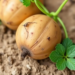 Soil Bacterium From Inner Mongolia Shows Powerful Potential Against Potato Fusarium Wilt