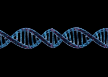 Hidden DNA Knots: G-Quadruplexes Mapped Across the Complete Human Genome