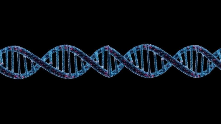 Hidden DNA Knots: G-Quadruplexes Mapped Across the Complete Human Genome