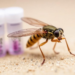 Sand Fly Saliva Test Shows Protein Factory Choice Can Make or Break Exposure Assays