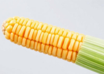 Single DNA Letter May Hold the Key to Starchier, Heavier Maize Kernels