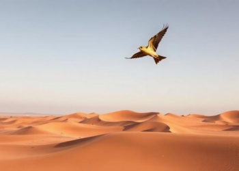 South African Invader Swallows Moroccan Dunes, Landmark Survey Warns