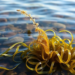 Seagrass Meadows and Seaweed Release a Surprising Chemical Cocktail Into Coastal Air