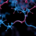 The Phosphatase Switch: How PP2Acα Emerges as a Drug Target for Inflammatory Bowel Disease