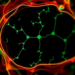 Tiny Photoswitchable Protein Opens a New Window on Deep-Tissue Molecular Imaging