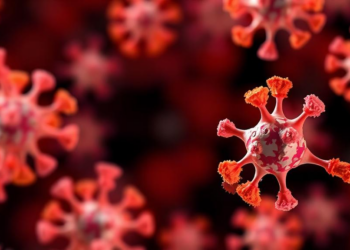 First-in-class NVL inhibitors starve tumors by blocking ribosome assembly