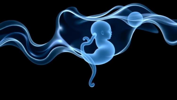 Plasticizers Cross the Placenta: Study Finds ‘Safer’ Alternatives Reaching the Fetus