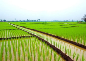 Silicon fertilizer could turn rice paddies into methane-fighting climate allies