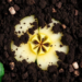 Soil Bacterium’s Airborne Chemicals Recruit Allies to Fight Apple Ring Rot