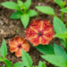 Taxonomy-Aware AI Reads Crop Diseases Like a Field Expert, Pixel by Pixel