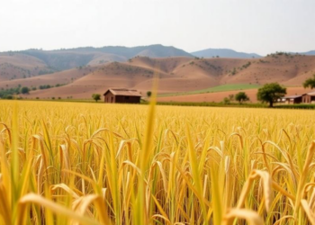 Seed Rate, Sowing Method, and Variety Team Up to Shape Teff Yields in Ethiopia’s Highlands