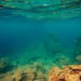 Climate Whiplash Choked Shallow Seas Twice During the Ordovician’s Worst Crisis