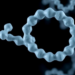 Chemists Crack the Recipe for Ring-Shaped Antibiotic Peptides with a Two-Job Molecular Handle