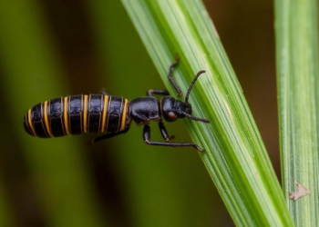 Silicon Gives Rice a Hidden Edge Against the Fall Armyworm, Study Finds