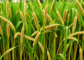 Finger Millet Straw and Soy Hull Biocarbon Turn PVA into a Powerful Green Shield Against Electromagnetic Pollution