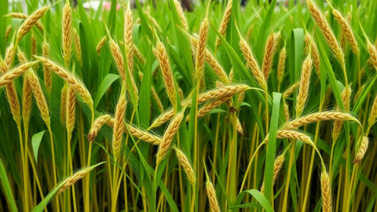 Finger Millet Straw and Soy Hull Biocarbon Turn PVA into a Powerful Green Shield Against Electromagnetic Pollution