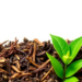 Tea Cultivar Genetics Revealed as Hidden Driver of Fresh-Leaf Aroma Chemistry