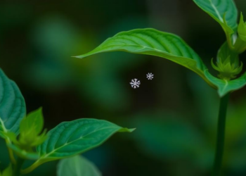 A Tiny Peptide Lets Plants Sound the Alarm Across Distant Leaves