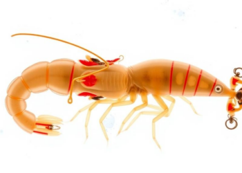 Giant River Prawn Embryos Reveal a Dramatic Genetic Handover From Mother to Embryo