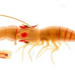 Giant River Prawn Embryos Reveal a Dramatic Genetic Handover From Mother to Embryo