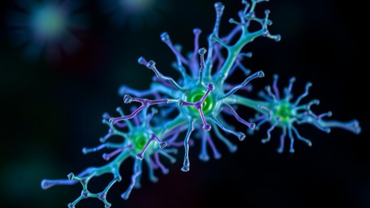 Synthetic Plant Immune Receptors Designed on Computers and Evolved in Living Plants