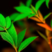 Infrared Fingerprints and AI Reveal How Herbal Medicine Processing Changes Chemistry