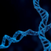 ORC1: The Replication Gatekeeper Linking Genome Stability to Cancer