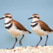 New Zealand’s banded dotterels are arriving in Australia later each year as the climate warms