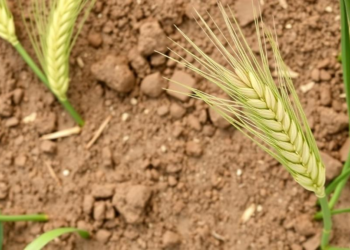 Moringa Extract and Glutathione Shield Wheat From Toxic Salty Soils