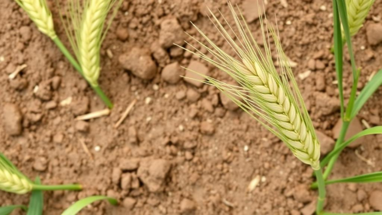 Moringa Extract and Glutathione Shield Wheat From Toxic Salty Soils