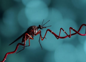 Malaria Parasite RNA Helicase PfDDX1 Emerges as a Regulator of Blood-Stage Development