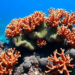 Hawaiian Corals Reveal Surprising Split in Heat Tolerance Between Species and Bays