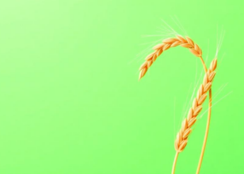 Functionalized Yeast Hydrolysates Transform Germinated Barley Into a Nutritional Powerhouse