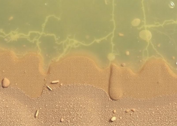 Twenty-Dollar Sediment Trap Catches Microfossil Journeys Along Bay of Bengal Coast