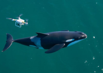 Drones Take Flight in the Fight to Save Endangered Killer Whales