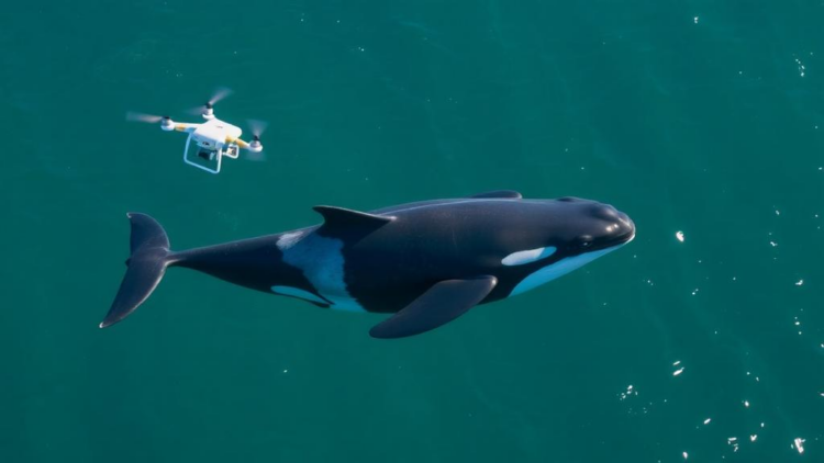 Drones Take Flight in the Fight to Save Endangered Killer Whales
