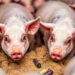 Europe’s Pigs Are Silently Losing Ground to Drug-Resistant Gut Worms