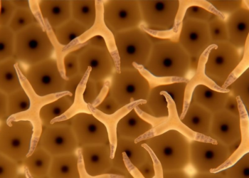 Sea Cucumber Immune Cells Revealed in Unprecedented Detail by Single-Cell Sequencing